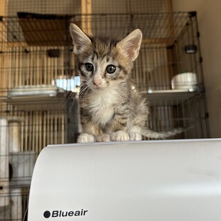 白くつしたの白キジふわふわ男の子