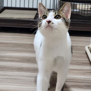 怖がりだけどイケメンな白キジ水玉模様、兄弟