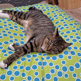 甘えん坊ソックス柄の男の子のおうち募集！