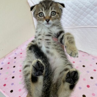 もふもふタレ目キジトラボーイ生後約2ヶ月