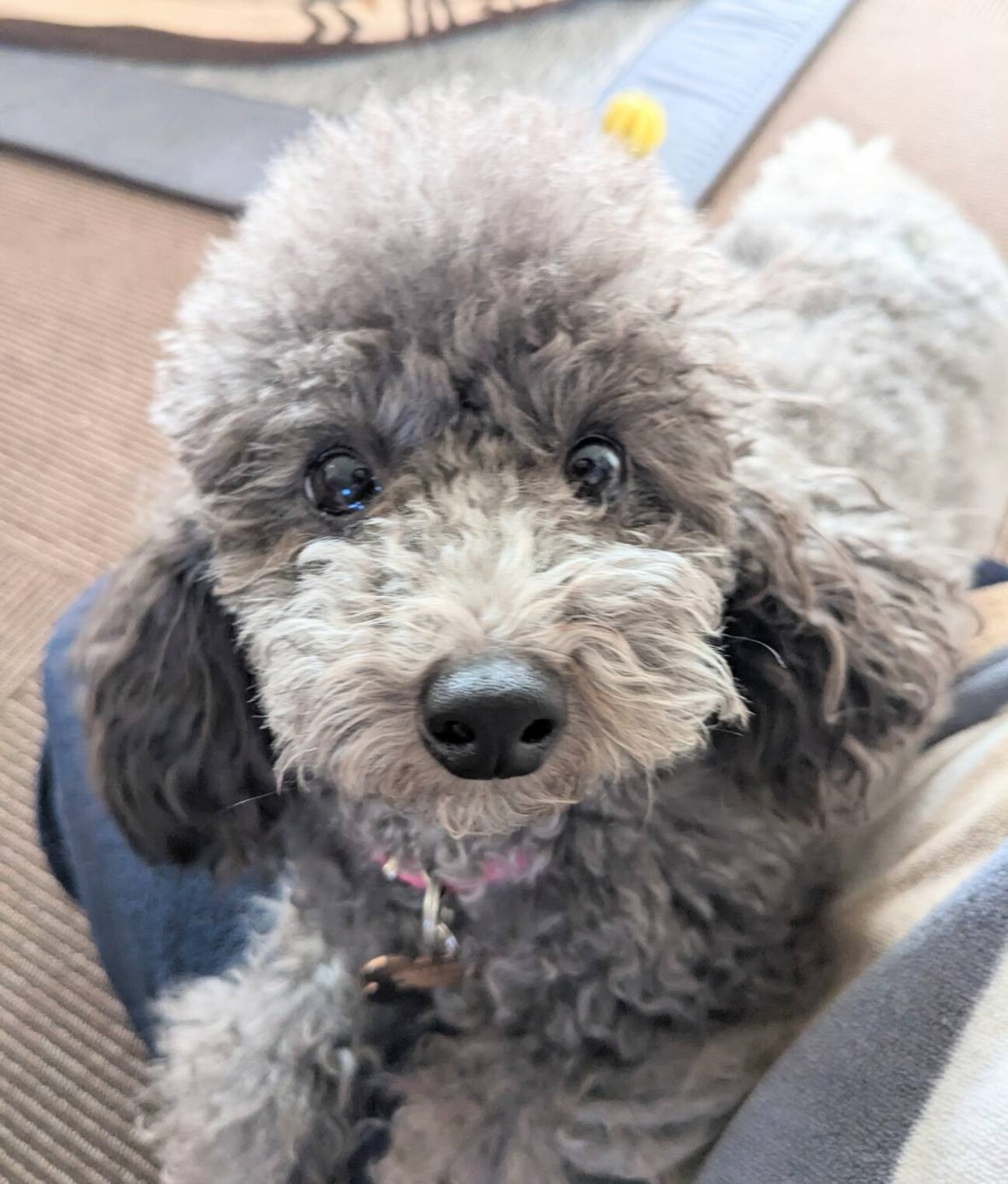 アル✨春爛漫[トイ•プードルファミリーのお花見] アル✨春爛漫[トイ•プードルファミリーのお花見] SMILE VALUE