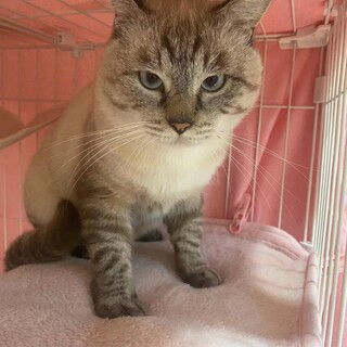 大人しい性格 シャムミックスのエンくん