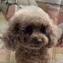 【トライアルスタート♡】プードルちゃん6歳