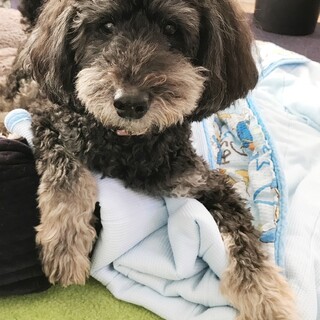 つぶらな瞳の13歳ミディアムプードルの男の子