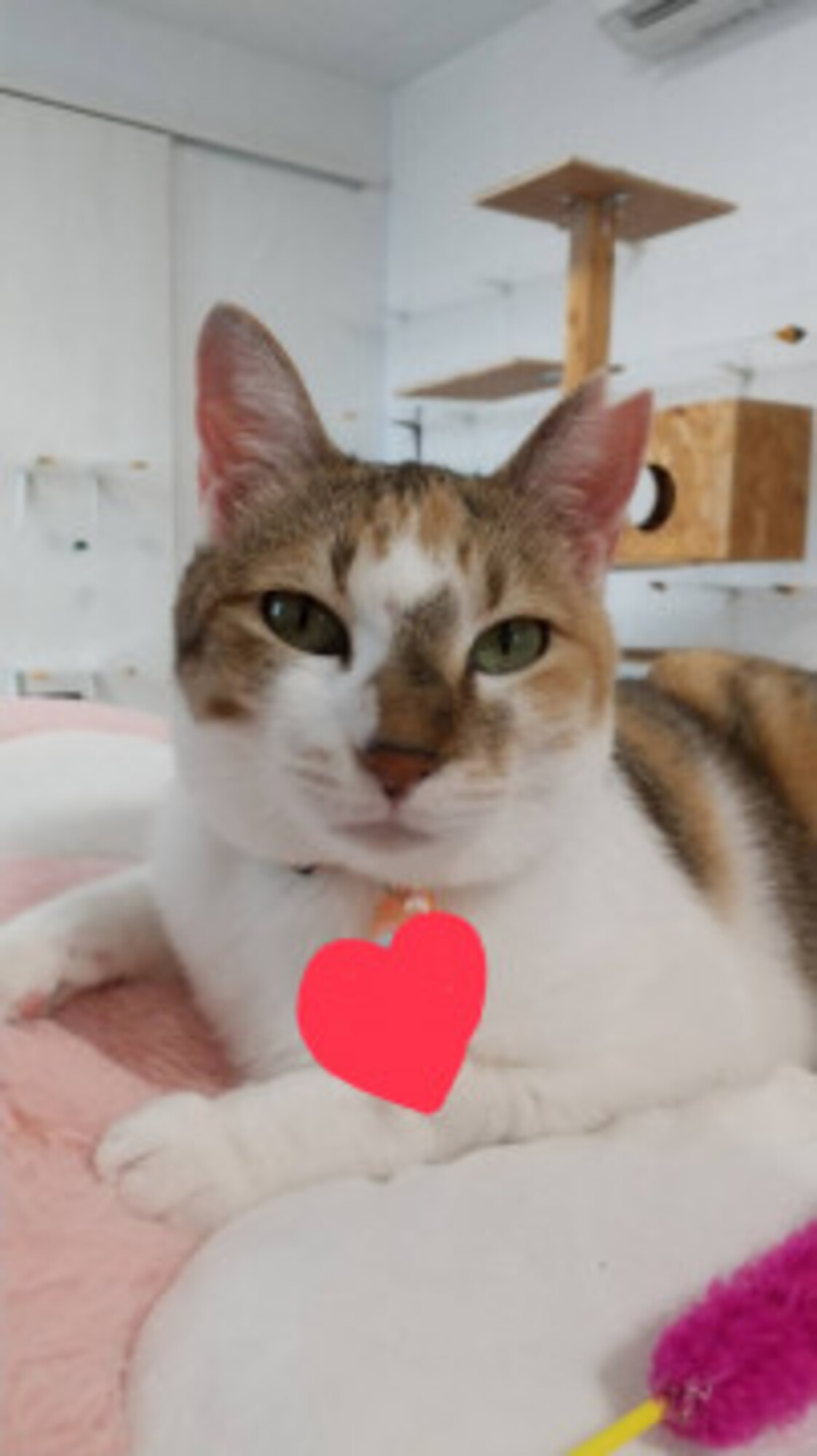 甘えん坊三毛ちゃん サムネイル1