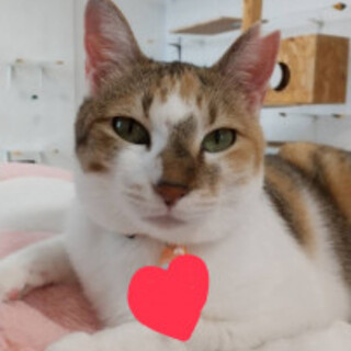 甘えん坊三毛ちゃん