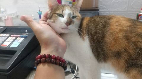 甘えん坊三毛ちゃん サムネイル6