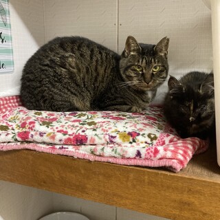 眼力バツグン　キジトラいっちゃん