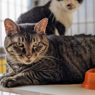 すくすく成長しすぎてダイエット中の「ラン」くん