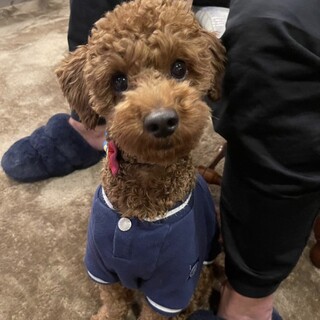 トイプードル　2歳　相手を選んで噛みます。