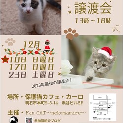 【明石☆12月の保護猫譲渡会12/10(日曜日)開催】第137回