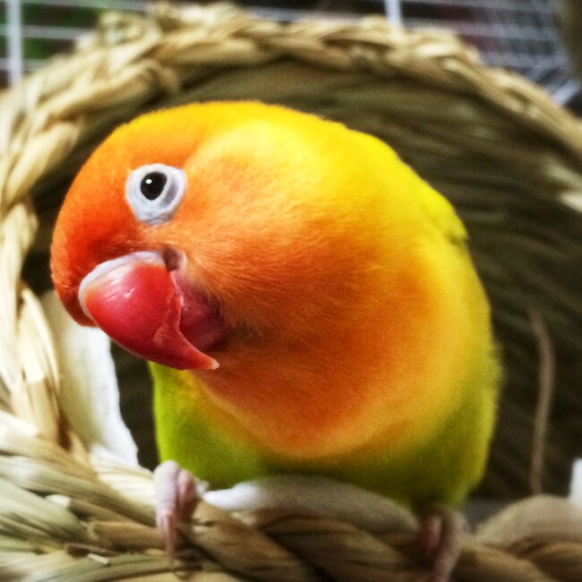 tana_caのカバー写真