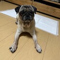 6歳のパグ女の子募集します、