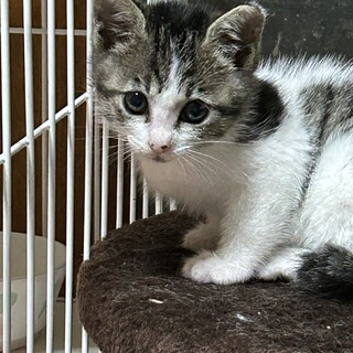 2ヶ月　白キジ猫　お転婆　むーちゃん