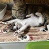 2ヶ月　白キジ猫　お転婆　むーちゃん サムネイル2