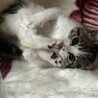 2ヶ月　白キジ猫　お転婆　むーちゃん サムネイル3