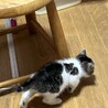 2ヶ月　白キジ猫　お転婆　むーちゃん サムネイル4
