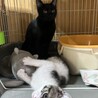 2ヶ月　白キジ猫　お転婆　むーちゃん サムネイル5