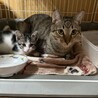 2ヶ月　白キジ猫　お転婆　むーちゃん サムネイル6