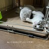 2ヶ月　白キジ猫　お転婆　むーちゃん サムネイル7
