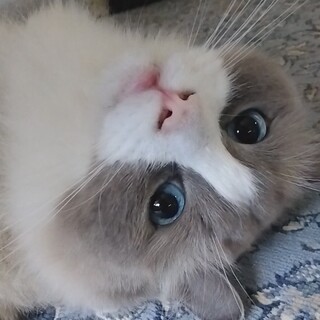 ラグドール　ブルーポイントバイカラー　3歳