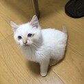 青い瞳がキレイな白猫