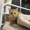 【停止中】お目々の大きい茶トラの子猫