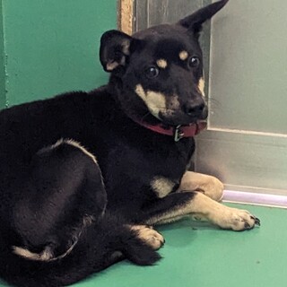 まろ眉「ラテ」くん