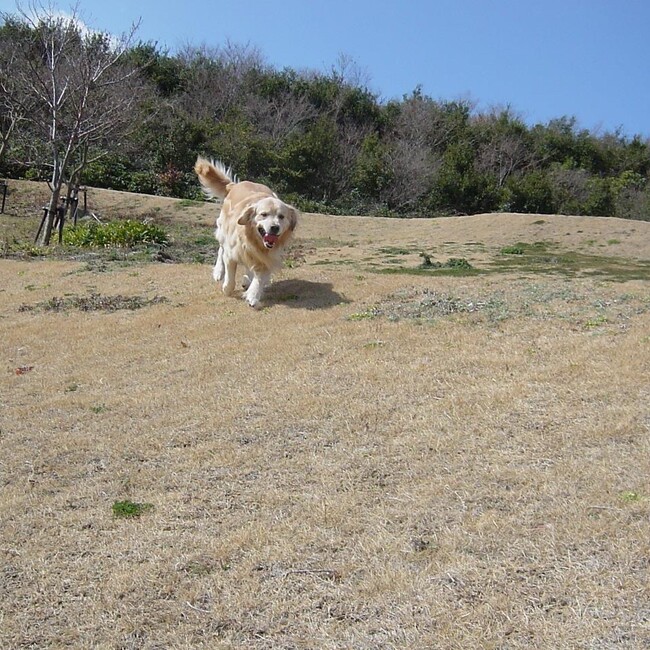 どすこいハービーのカバー写真