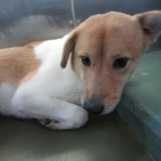 小ぶりな女の子「あき」ちゃん