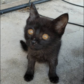 ハンデもなんのその、可愛いクロ美ちゃん