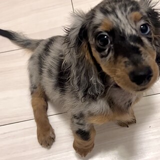 ミニチュアダックス オッドアイ【里親決定】