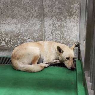 11日‼処分対象♀野犬・向き合える方に命繋がれ