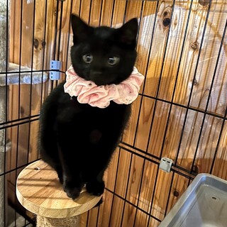 まるくてかわいい♡綾御前ちゃん♡