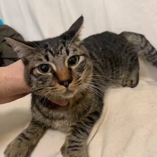 人懐こいおっとりさん クエクト君去勢済