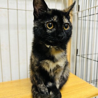 ベタベタ甘えん坊サビちゃんです。