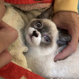 シャムミックスの子猫