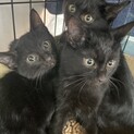 ゴミ溜でゴミを漁って生活する子猫三兄弟。