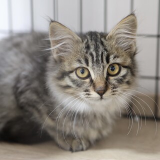 《カホロ》長毛グレーキジ、ふわふわな男の子