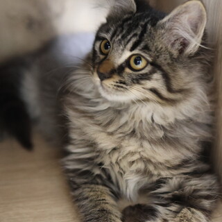 《カベル》長毛ふわふわ、おっとりめの女の子