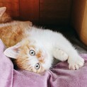 不妊手術済マイクロチップ入　茶白の子猫くん