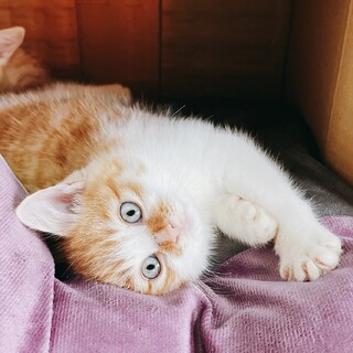 不妊手術済マイクロチップ入　茶白の子猫くん