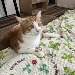 至急里親募集！甘えん坊なキャリア猫、チャチャぽん！