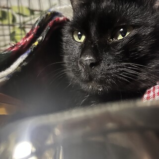 幸福の持ち主エナ！！甘えん坊な黒猫の男の子❤️