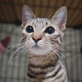 スリスリおしゃべりガール★ジュンちゃん