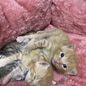 1ヶ月の猫ちゃん〜！