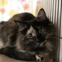 ふわふわ長毛のサビ猫モフちゃん【京都市】