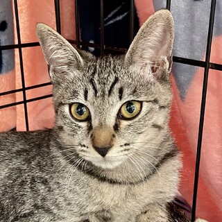 イケメン女子♡ローリエちゃん｡