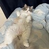 杏仁とうふ