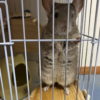 チンチラ　シナモン